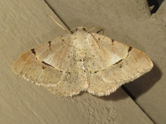 Frederickia flaviterminata