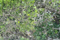 Viscum rotundifolium