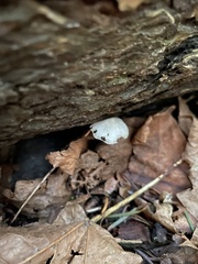 Marasmiellus candidus