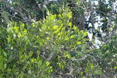 Viscum rotundifolium