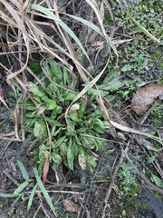 Magnoliopsida
