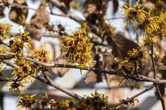 Hamamelis mollis