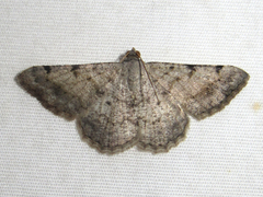 Frederickia prolificata