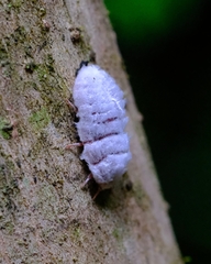 Coelostomidia zealandica