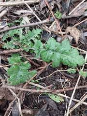 Carduus crispus