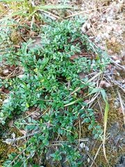Cotoneaster microphyllus