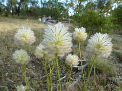 Ptilotus macrocephalus