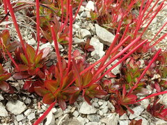Epilobium crassum