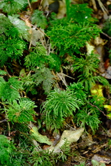 Hypnodendron