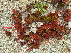 Epilobium crassum