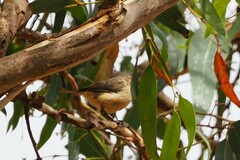 Acanthiza reguloides
