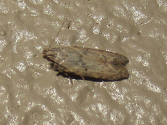 Hypatima