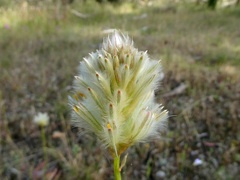 Ptilotus macrocephalus