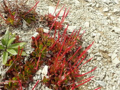 Epilobium crassum