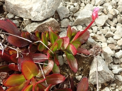 Epilobium crassum