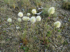 Ptilotus macrocephalus