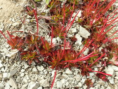 Epilobium crassum