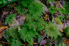 Dendrohypopterygium filiculiforme