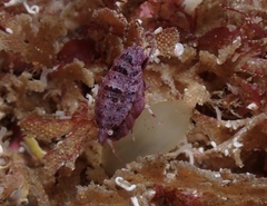 Pleustes panoplus