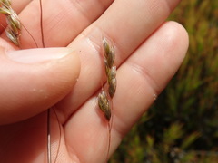 Anthoxanthum equisetum