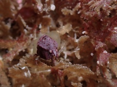Pleustes panoplus