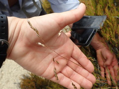 Anthoxanthum equisetum