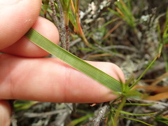 Anthoxanthum equisetum