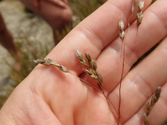 Anthoxanthum equisetum