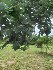Sclerocarya birrea