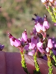 Erica umbellata