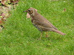 Turdus philomelos clarkei