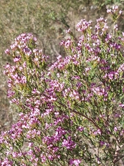 Erica umbellata