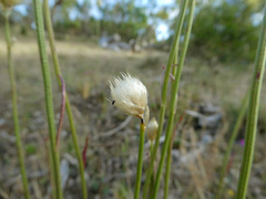 Ptilotus macrocephalus