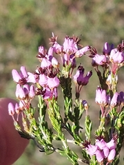 Erica umbellata