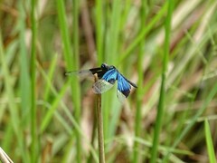 Rhyothemis resplendens
