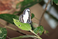 Psychonotis caelius