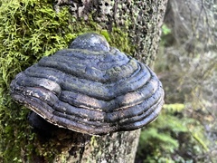 Fomitopsis ochracea