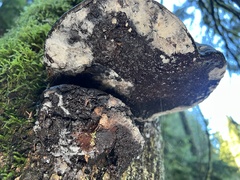 Fomitopsis ochracea