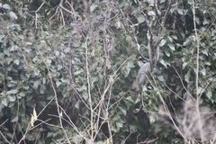 Sciurus carolinensis