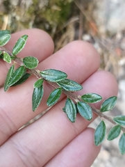 Cotoneaster microphyllus