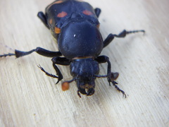 Nicrophorus carolina