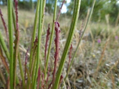 Ptilotus macrocephalus