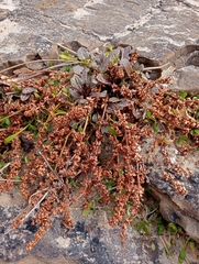 Rumex neglectus