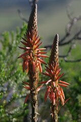 Aloe lineata