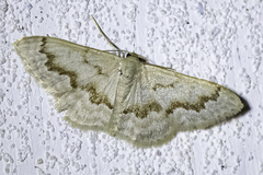 Idaea iodesma
