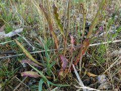 Ptilotus macrocephalus
