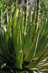 Aloe lineata