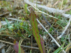 Ptilotus macrocephalus