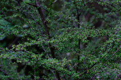 Coprosma microcarpa