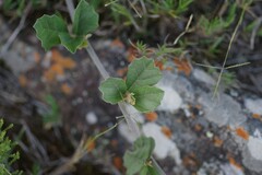 Rhoicissus tridentata